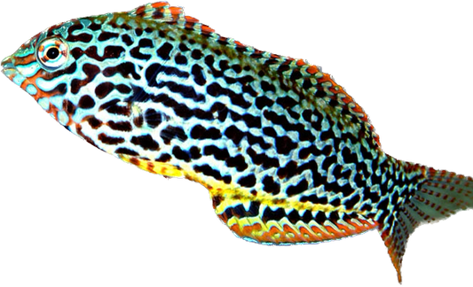 Leopard Wrasse Female