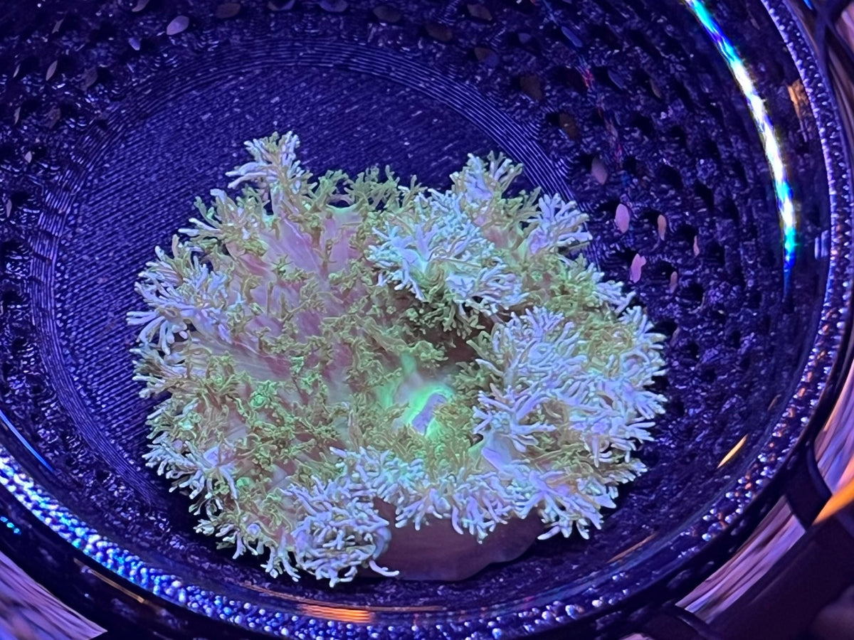 WYSIWYG Anemone #25
