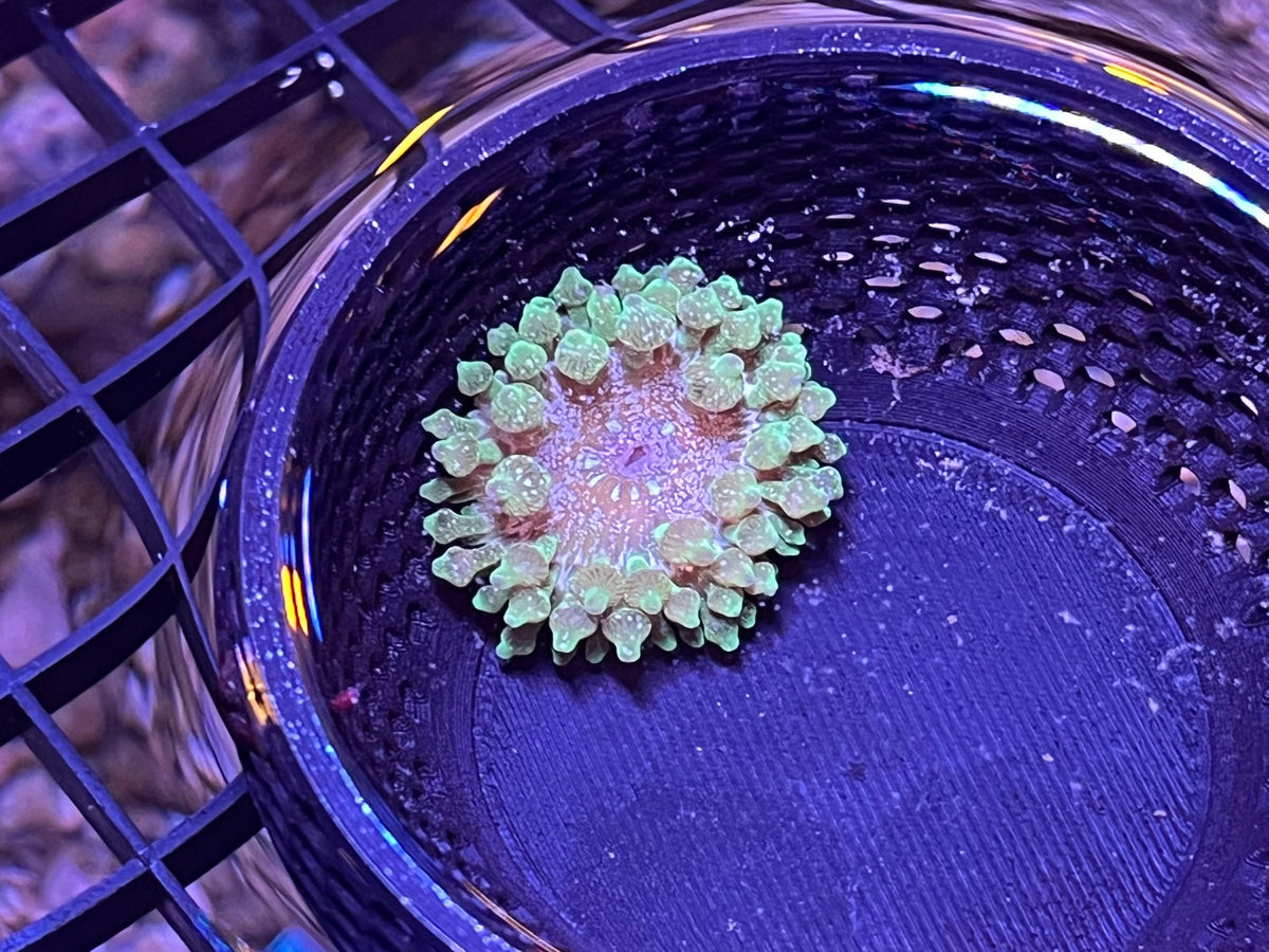 WYSIWYG Anemone #32