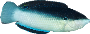 Black Backed China Wrasse M