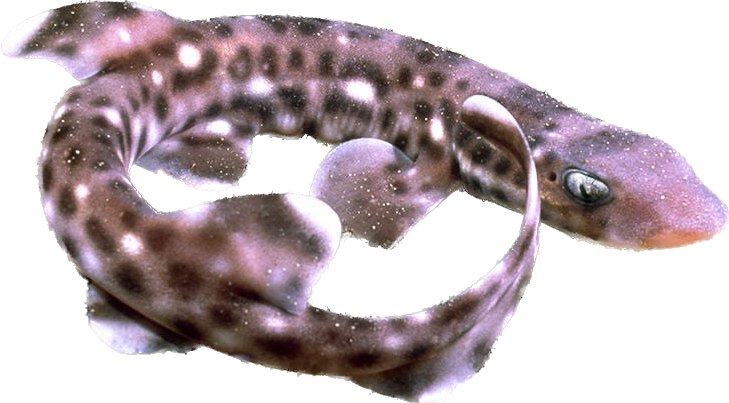 Coral Cat Shark Small