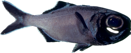 Flashlight Fish