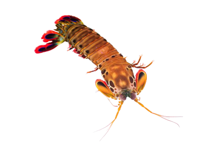 Peacock Mantis Shrimp L