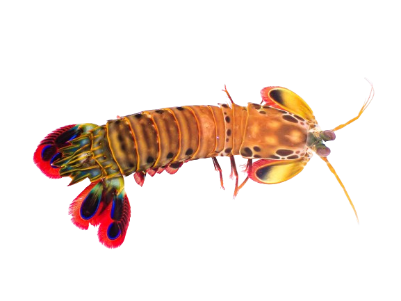 Peacock Mantis Shrimp SHOW