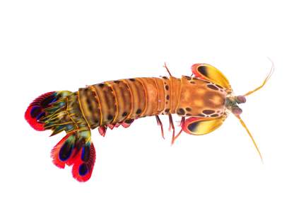 Peacock Mantis Shrimp L