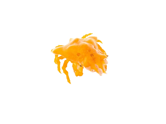 Orange Sponge Decorator Crab