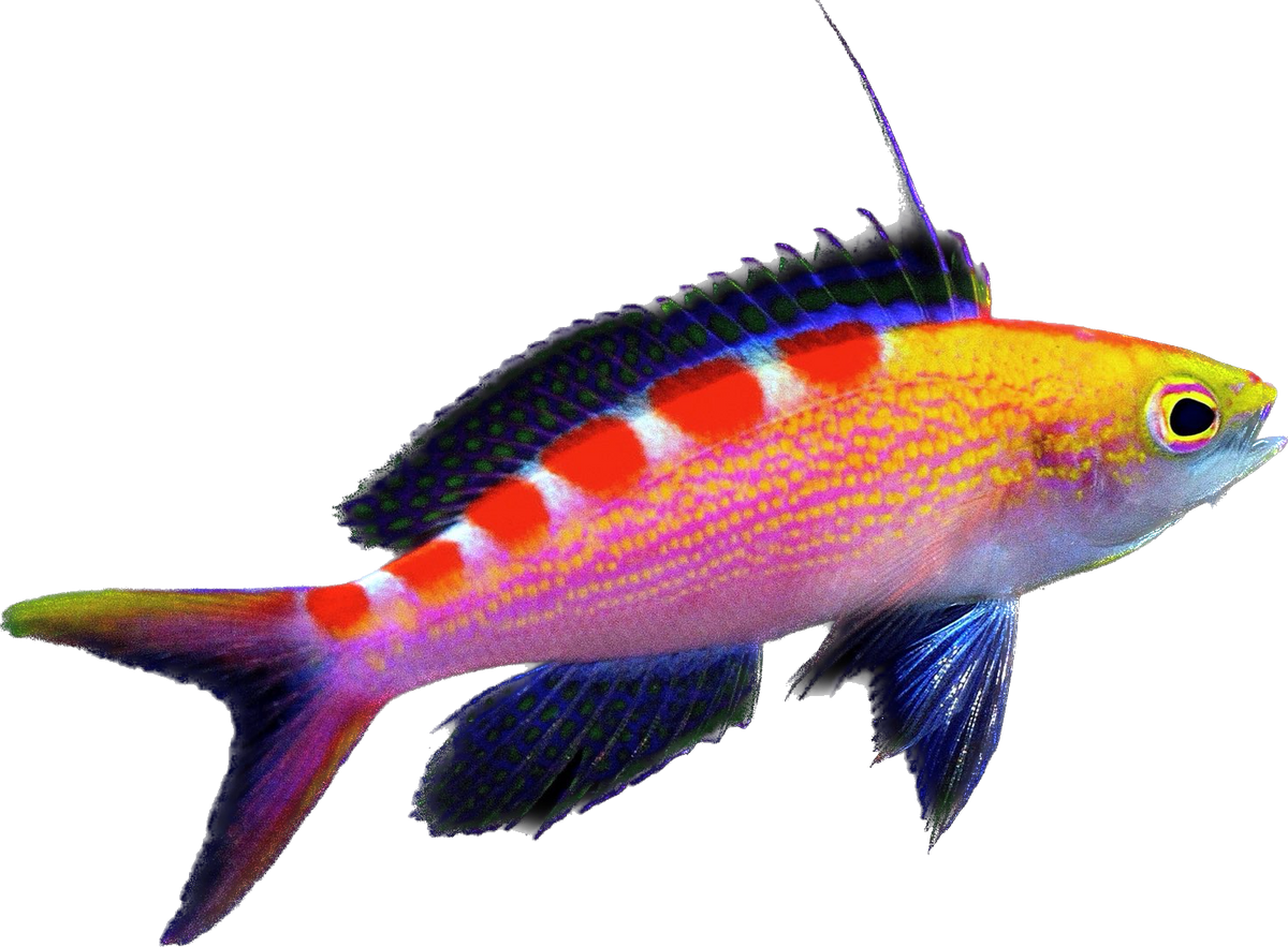 Red Saddled Anthia