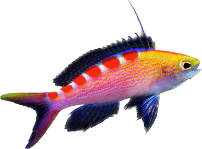 Red Saddled Anthia