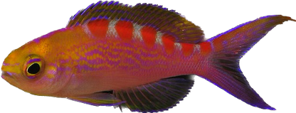 Red Saddled Anthia