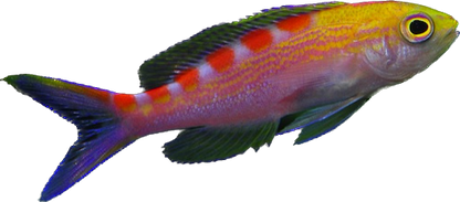 Red Saddled Anthia