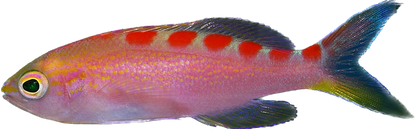 Red Saddled Anthia
