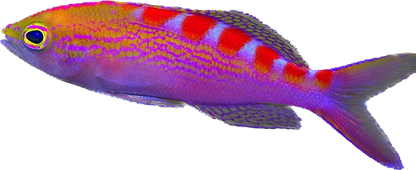Red Saddled Anthia
