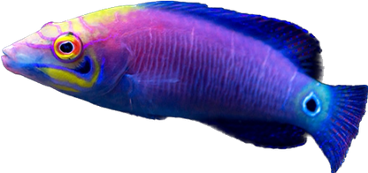 Mystery Wrasse