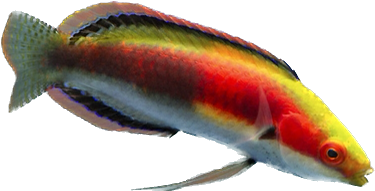 Katherine's fairy wrasse Super Male 