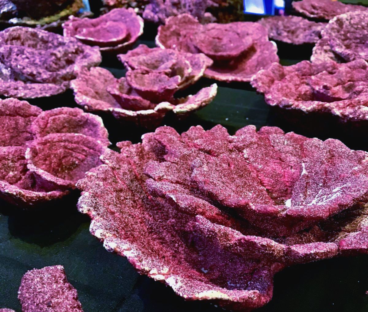 Real Reef Plate Corals