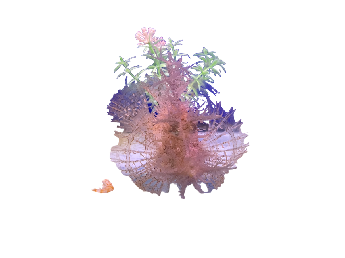 WYSIWYG Rhinopia