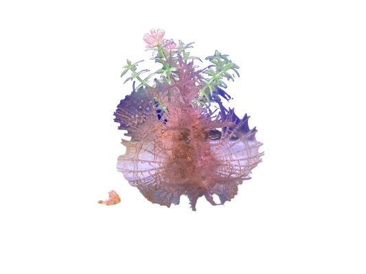 WYSIWYG Rhinopia