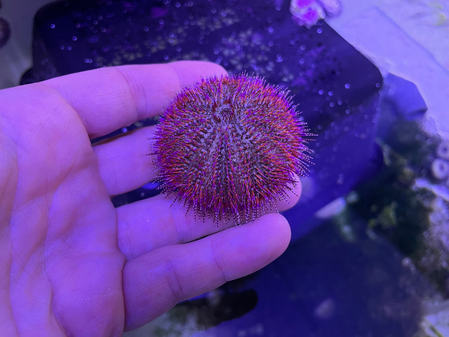 Red Collector Urchin