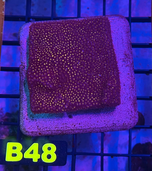 WYSIWYG LPS B48