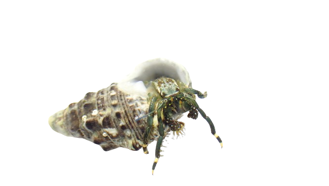 Dwarf Yellow Tip Hermit Crab