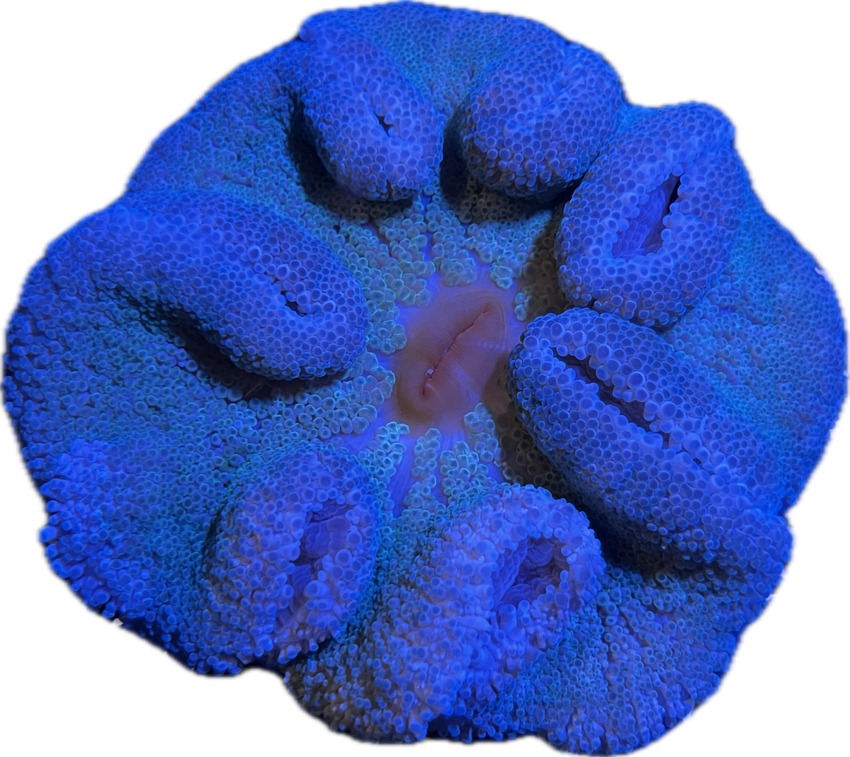 WYSIWYG Anemone #8