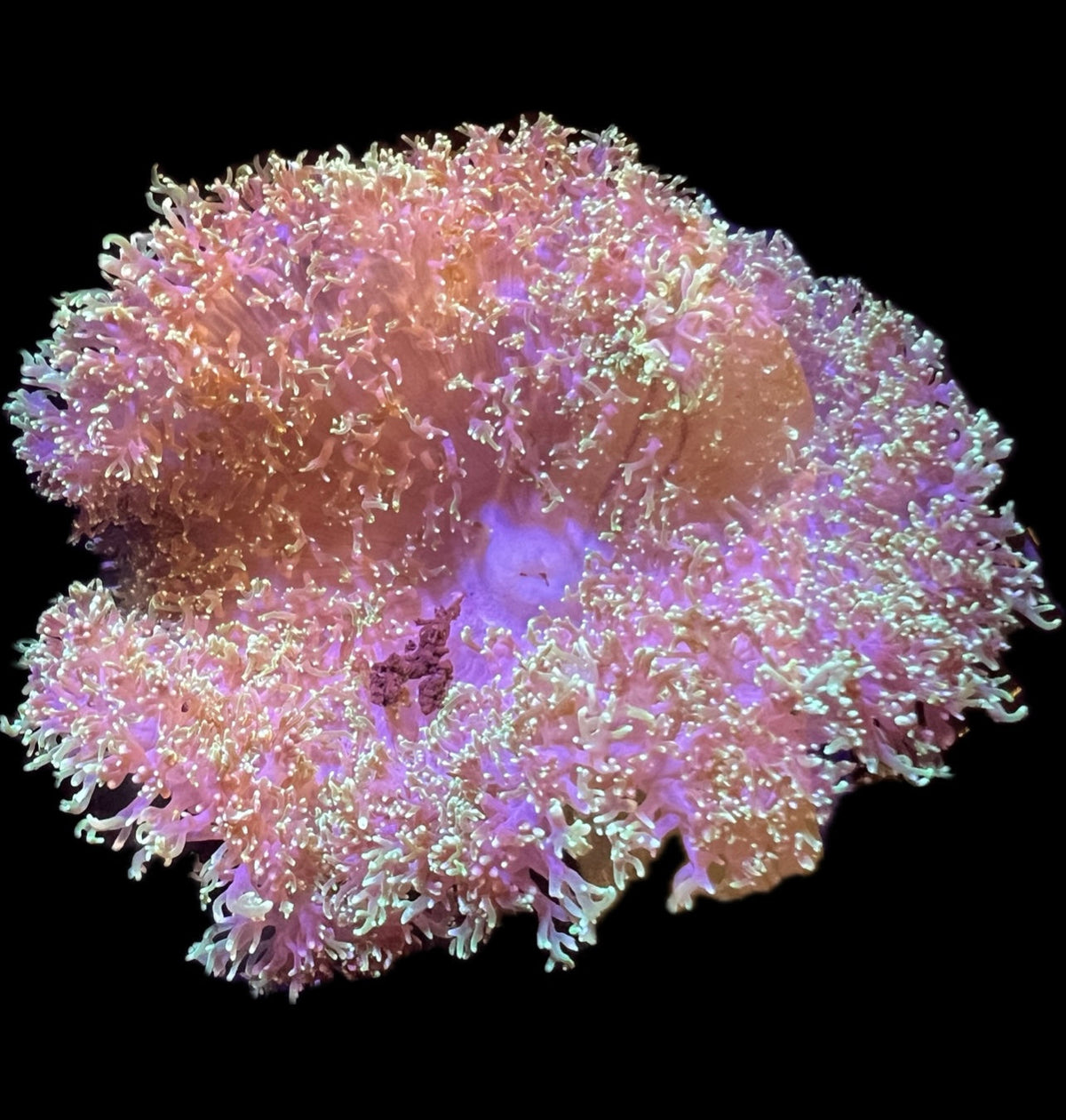 WYSIWYG Anemone #14