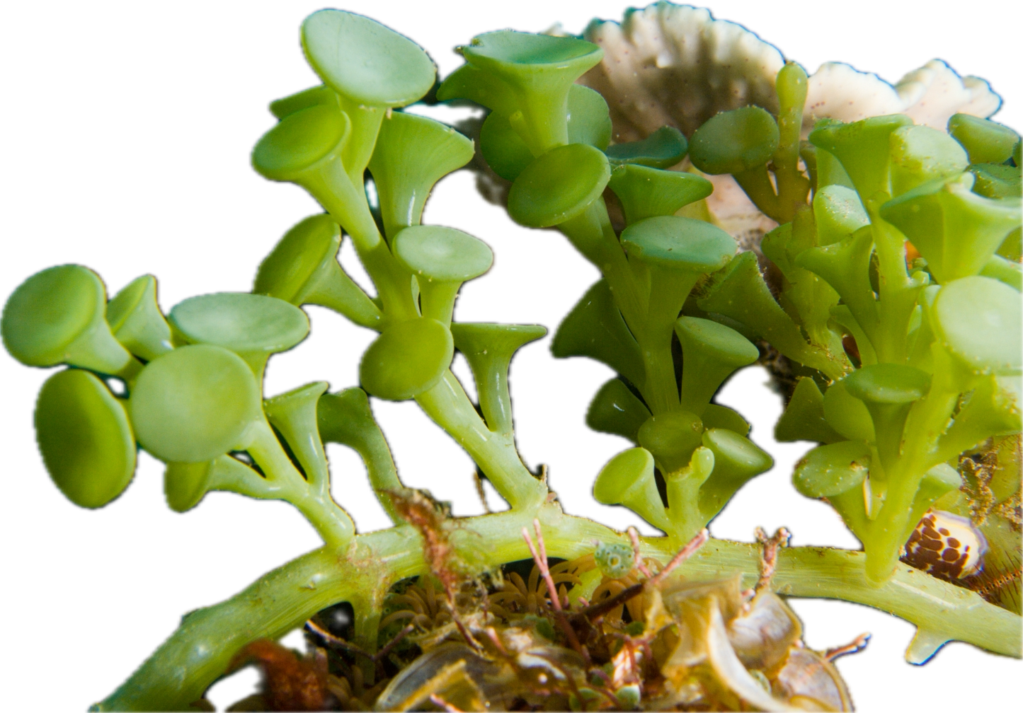 Suction Cup Caulerpa Colony