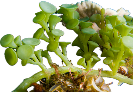 Suction Cup Caulerpa Colony
