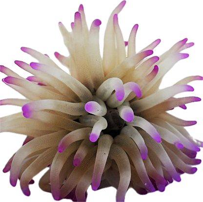 Condi Anemone