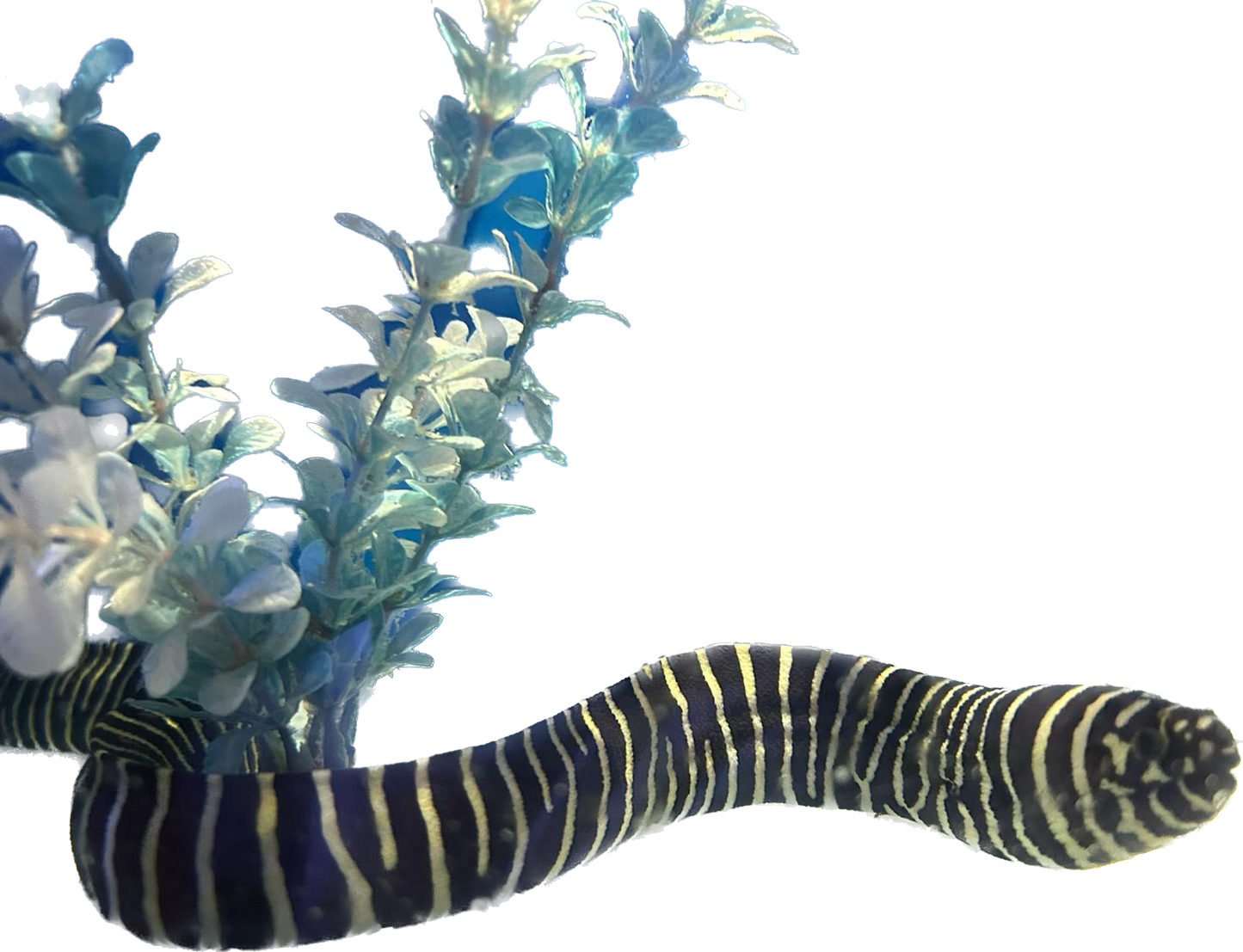 Zebra Moray Eel ML