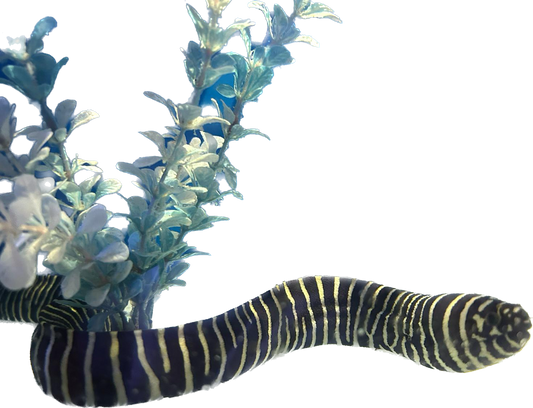 Zebra Moray Eel ML