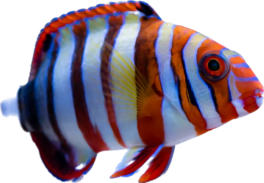 Harlequin Tusk M