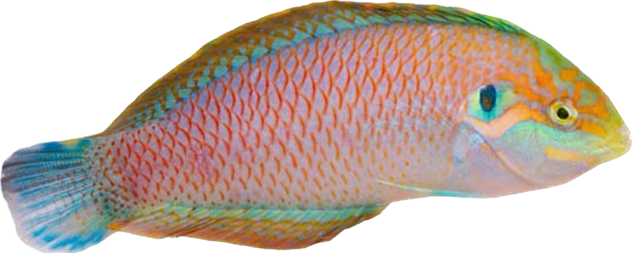 Kuiteri's Leopard Wrasse