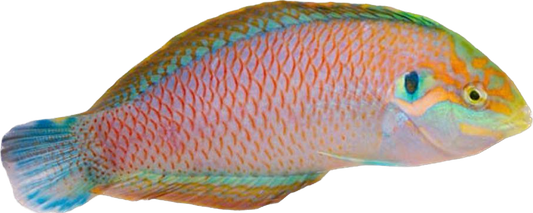 Kuiteri's Leopard Wrasse