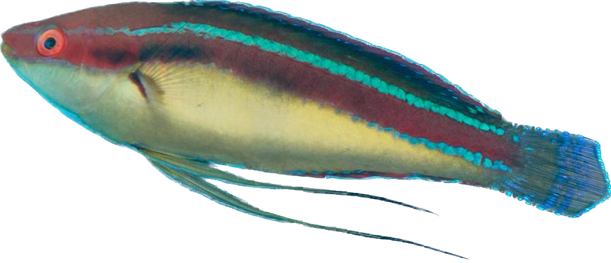 Bluestripe Fairy Wrasse