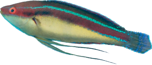 Bluestripe Fairy Wrasse