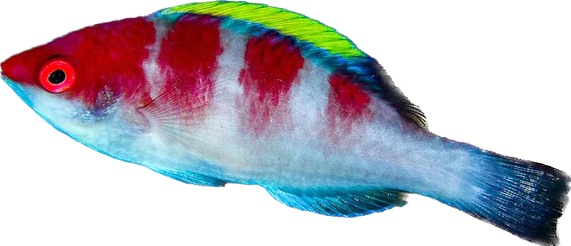 Yellowfin Fairy Wrasse 