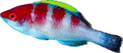 Yellowfin Fairy Wrasse 