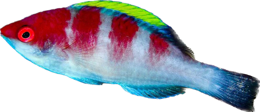 Yellowfin Fairy Wrasse 