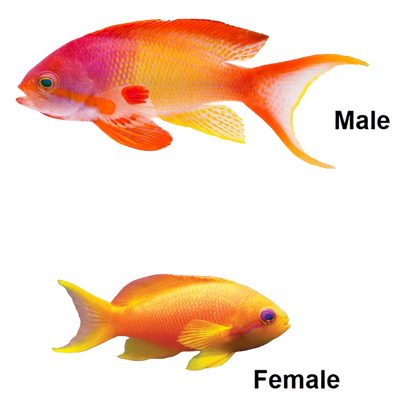 Lyretail Anthia Female