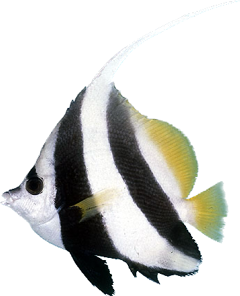 Longfin Bannerfish XL