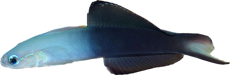 Scissortail Dartfish M