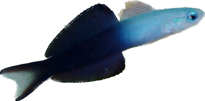 Scissortail Dartfish M