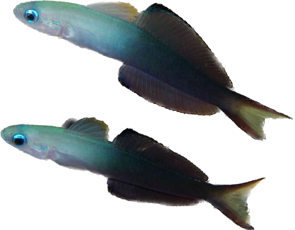 Scissortail Dartfish M