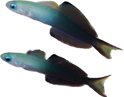 Scissortail Dartfish M