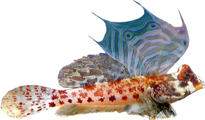 Red Scooter Blenny