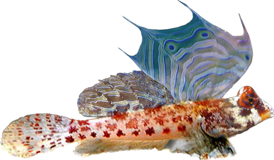 Red Scooter Blenny