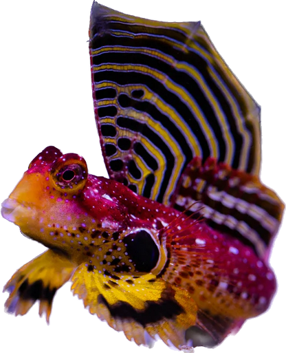 Ruby Red Scooter Blenny