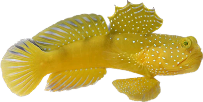 Yellow Watchman Goby M