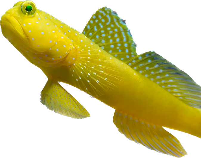 Yellow Watchman Goby M